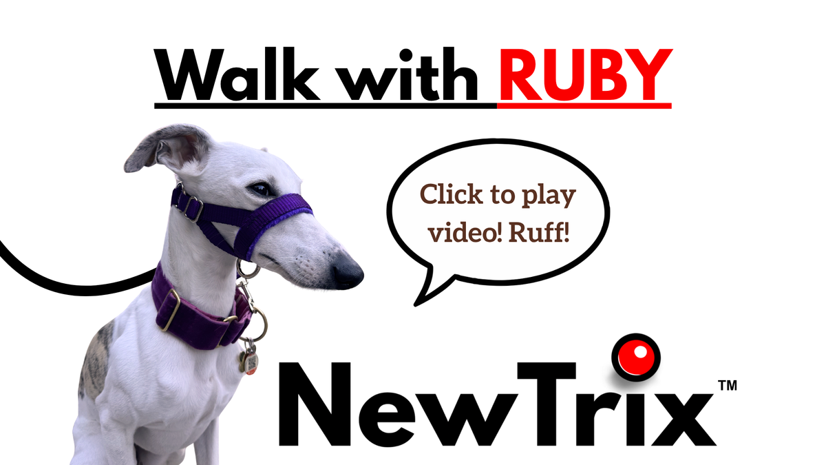 Load video: NewTrix dog halter stops your dog from pulling!