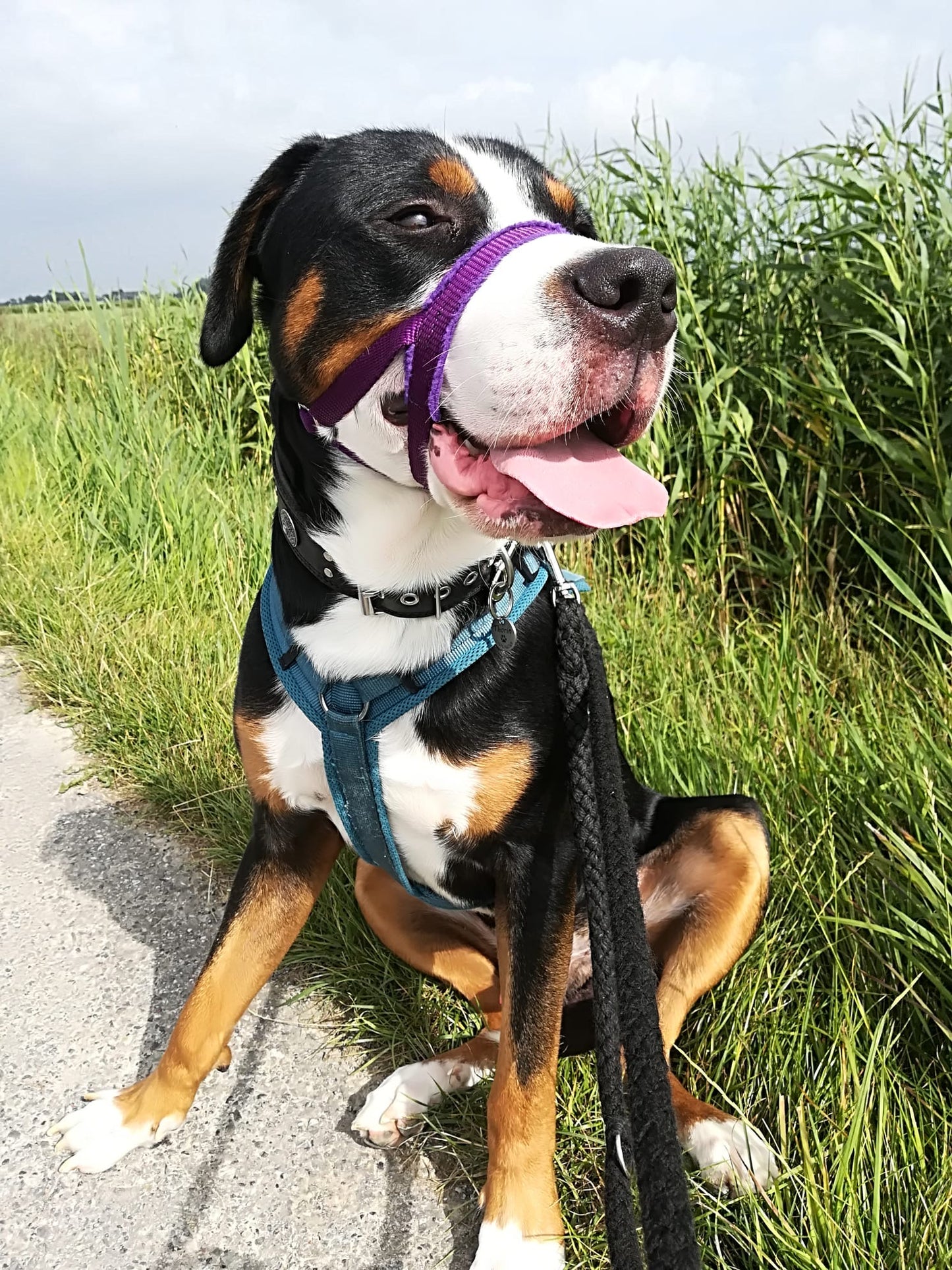 The NewTrix Dog Halter