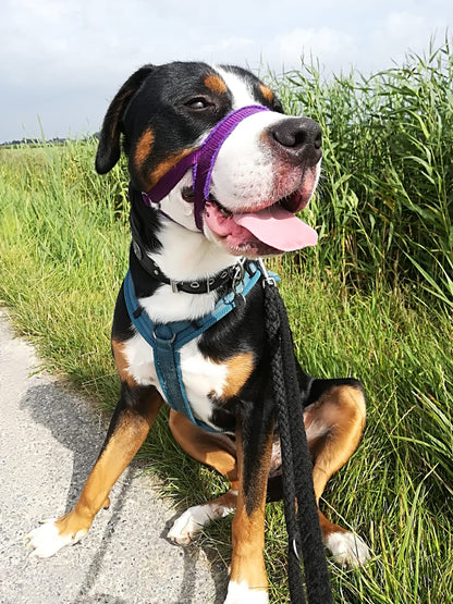 The NewTrix Dog Halter