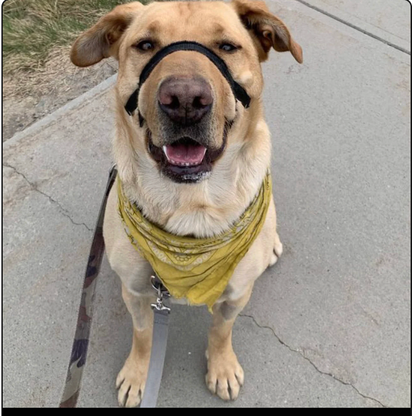 The NewTrix Dog Halter